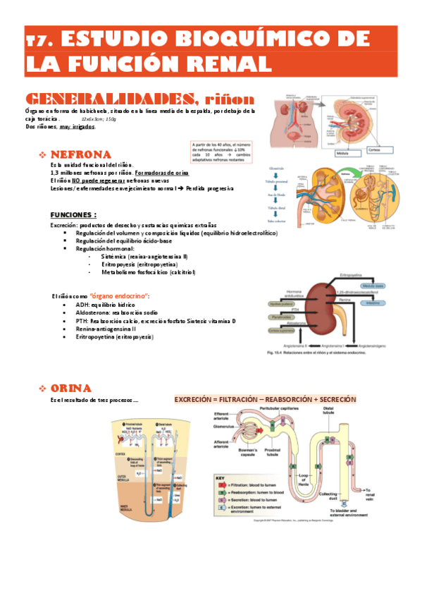 Miniatura del documento T7-bioq-clinica-Funcion-RENAL.pdf