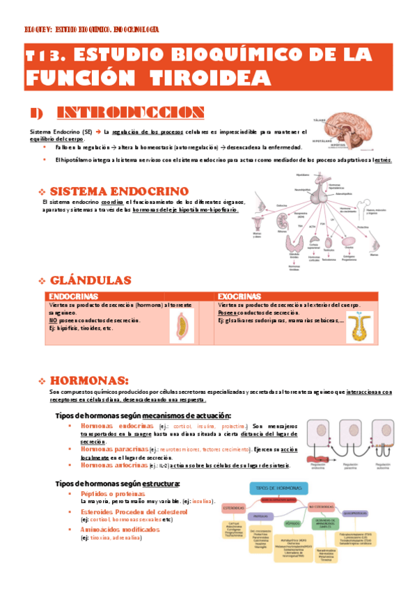 Miniatura del documento Bioq-clinica-T13-FUNCION-TIROIDEA.pdf