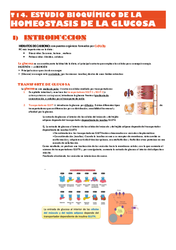 Miniatura del documento Bioq-clinica-T14-y-T15-HOMEOSTASIS-de-la-GLUCOSA-y-GLAND.-SUPRARRENALES.pdf
