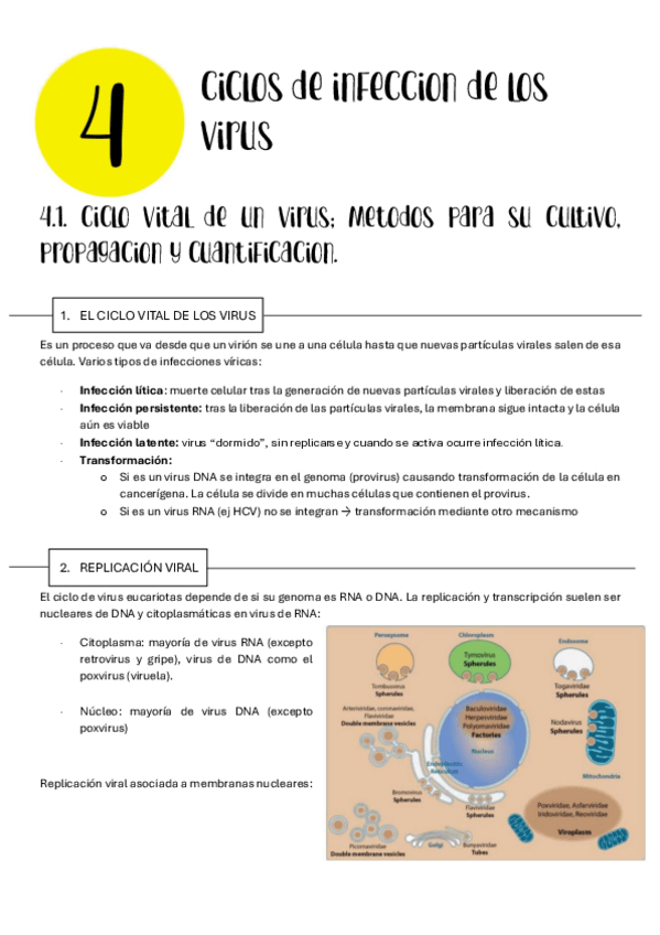 Miniatura del documento VIROLOGIA.-TEMA-4.pdf
