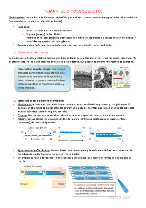 Miniatura del documento Tema-4-citoesqueleto.pdf