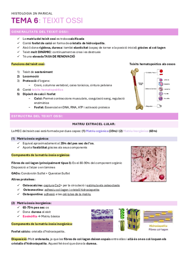 Miniatura del documento histologia-2n-parical.pdf