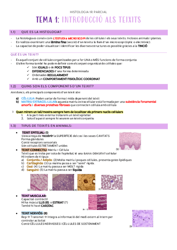 Miniatura del documento histologia-1r-parcial.pdf