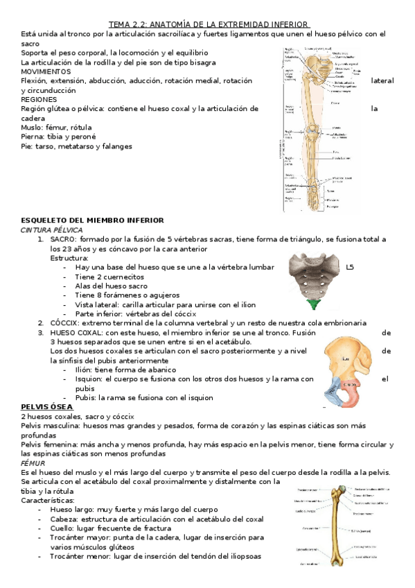 Miniatura del documento TEMA-2.2--ANATOMIA-DE-LA-EXTREMIDAD-INFERIOR.docx