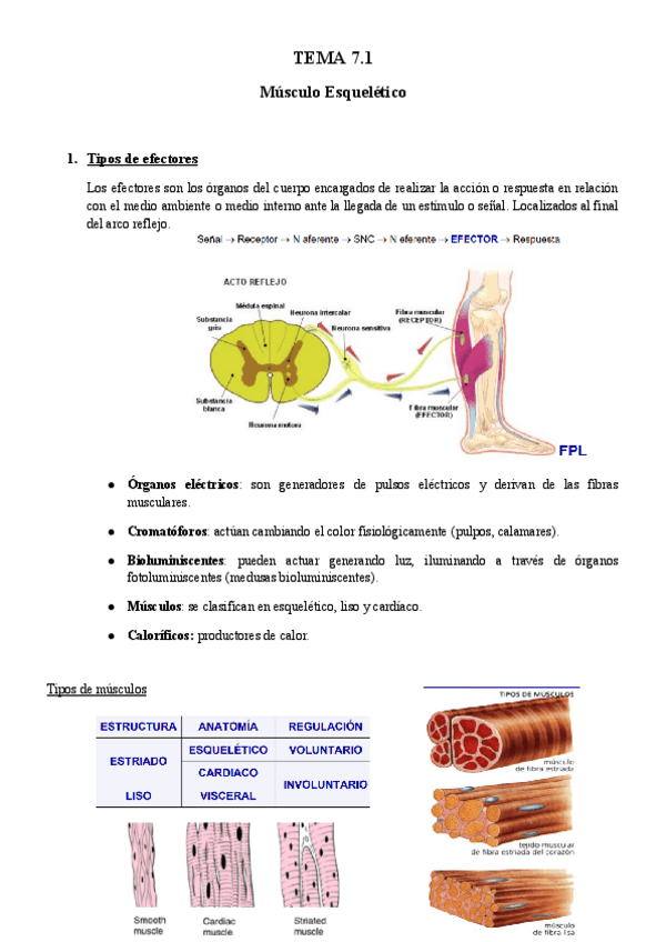 Miniatura del documento TEMA-7.1-BFA.pdf