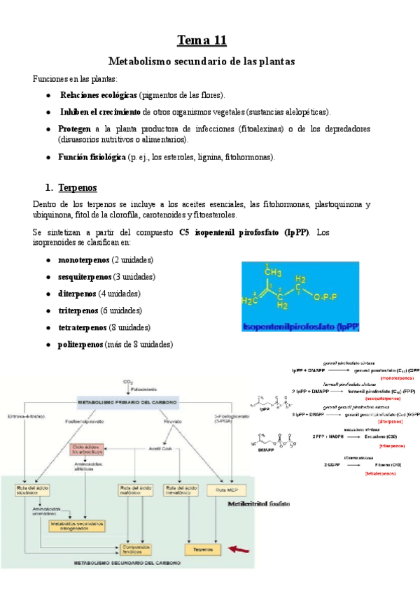 Miniatura del documento Tema-11-BFP.pdf
