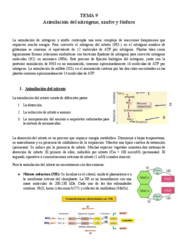 Miniatura del documento TEMA-9-BFP.pdf