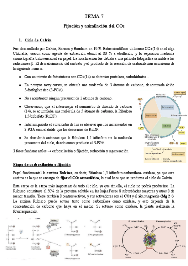 Miniatura del documento TEMA-7-BFP.pdf