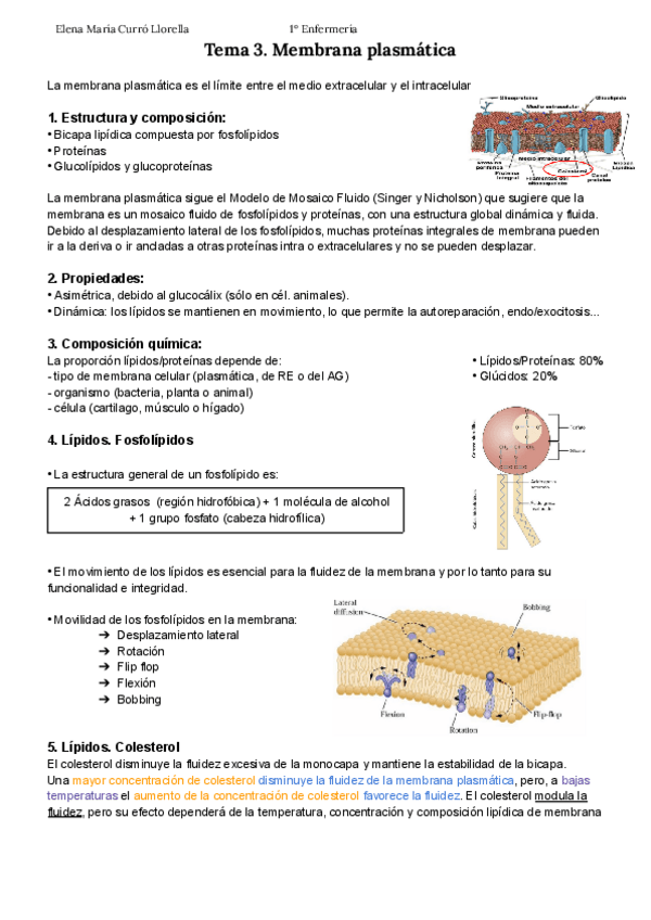 Miniatura del documento Tema-3.-Membrana-plasmatica-APUNTES-ELENA-CURRO.pdf