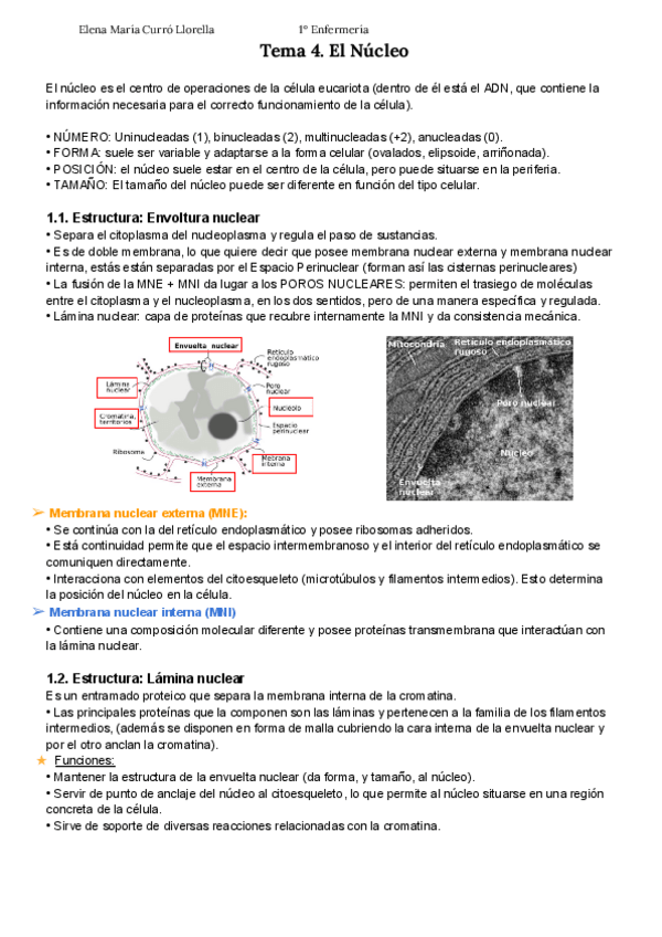 Miniatura del documento Tema-4.-El-Nucleo-APUNTES-ELENA-CURRO.pdf