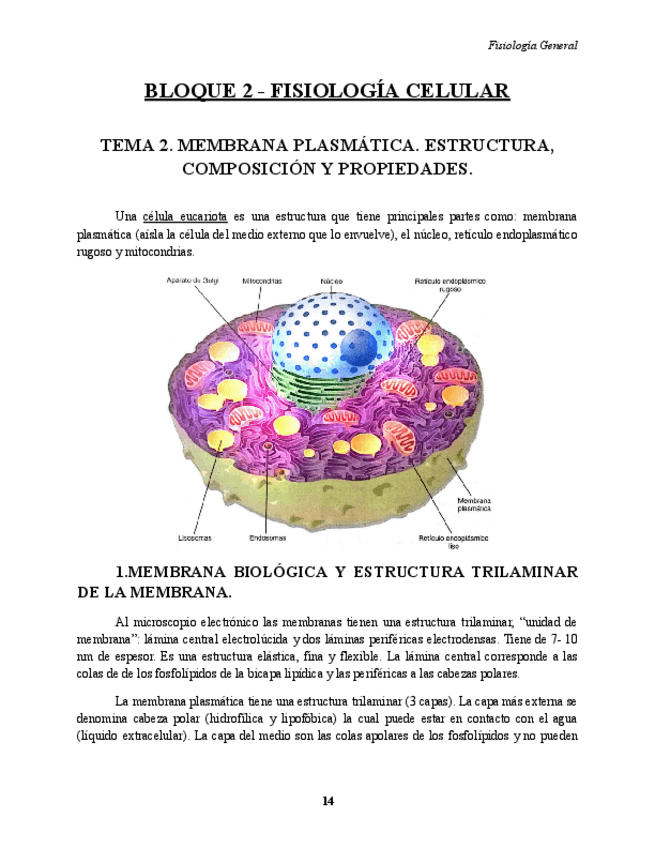 Miniatura del documento BLOQUE-2-FISIOLOGIA.pdf
