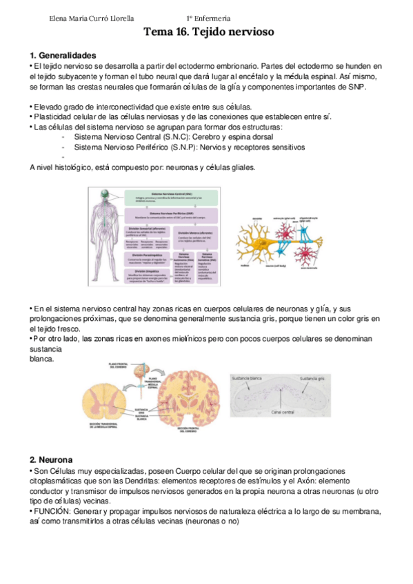Miniatura del documento Tema-16-Tejido-nervioso-APUNTES-ELENA-CURRO.pdf