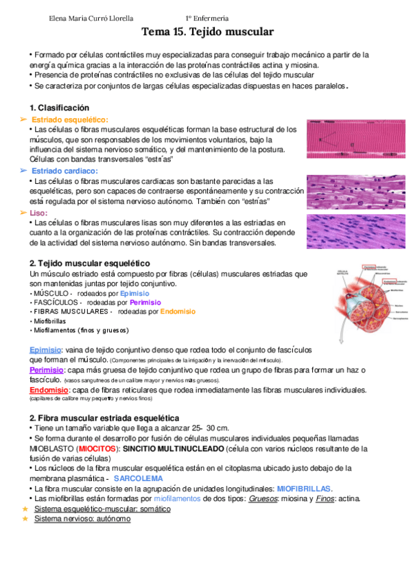 Miniatura del documento Tema-15-Tejido-MUSCULAR-APUNTES-ELENA-CURRO.pdf