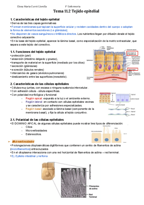 Miniatura del documento Tema-11.2-Tejido-Epitelial-APUNTES-ELENA-CURRO.pdf