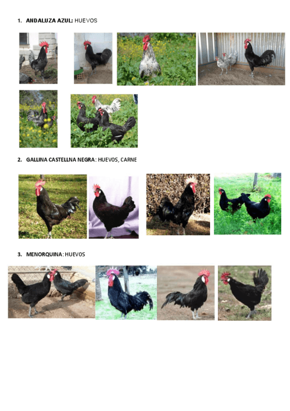 Miniatura del documento GALLINAS.pdf