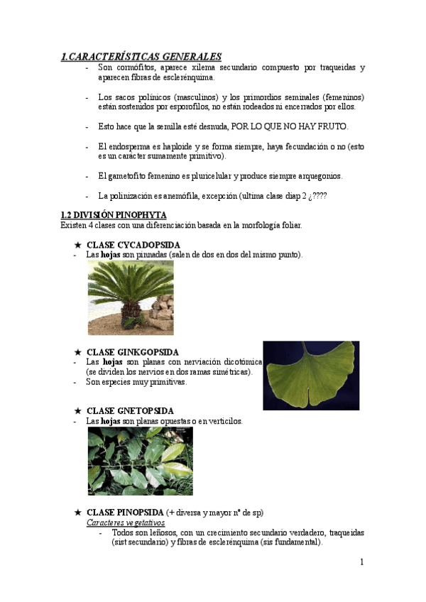 Miniatura del documento BOTANICA-T5.-GIMNOSPERMAS.pdf