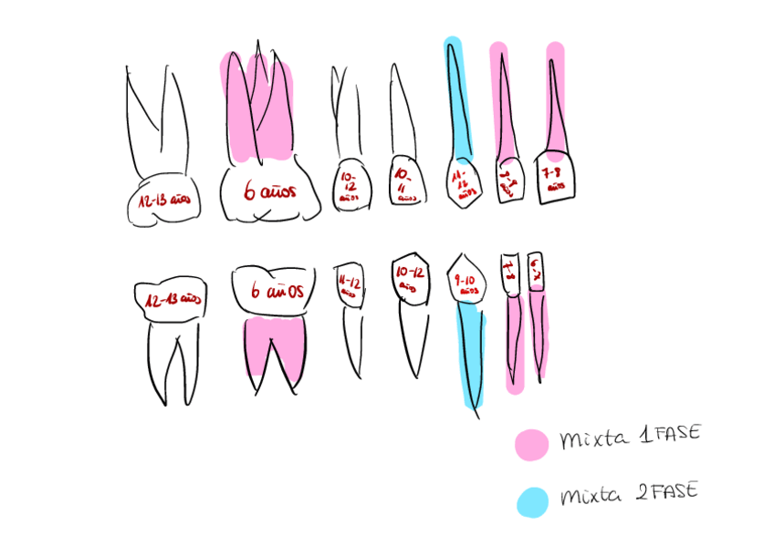Miniatura del documento Denticion-Mixta.pdf