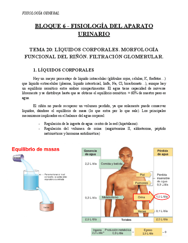 Miniatura del documento BLOQUE-6-FISIOLOGIA.pdf
