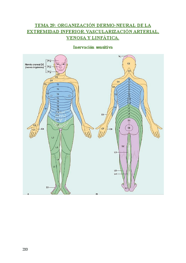 Miniatura del documento ANATOMIA-TEMAS-29-a-33.pdf