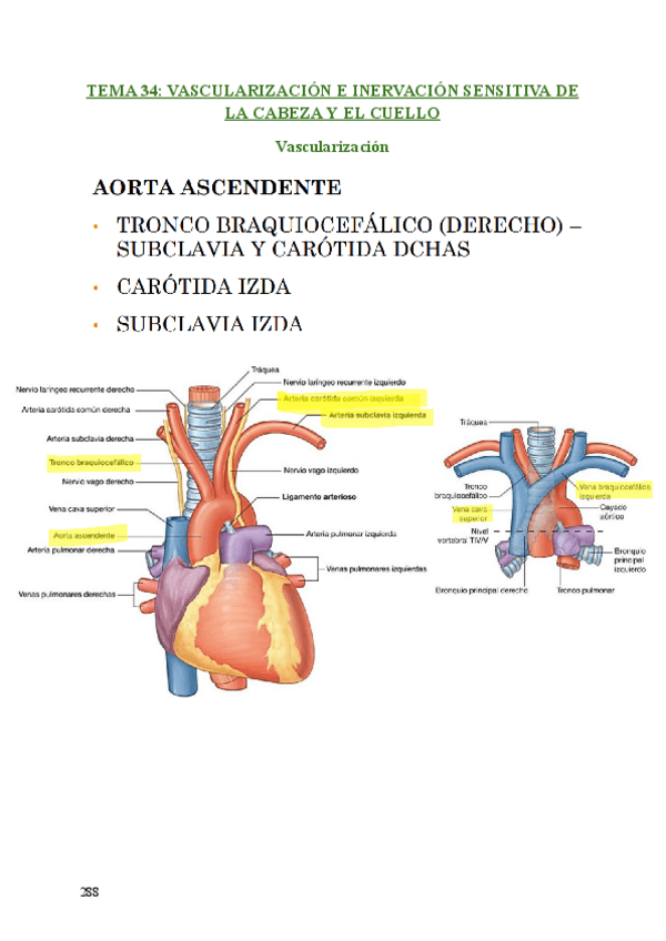 Miniatura del documento ANATOMIA-TEMAS-34-A-36.pdf