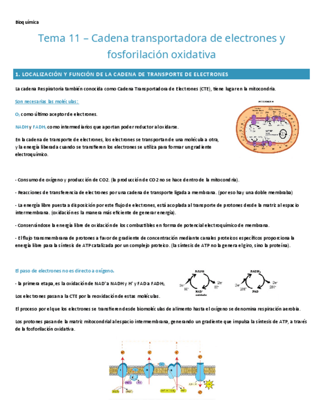 Miniatura del documento TEMA-11.-BIOQUIMICA.pdf