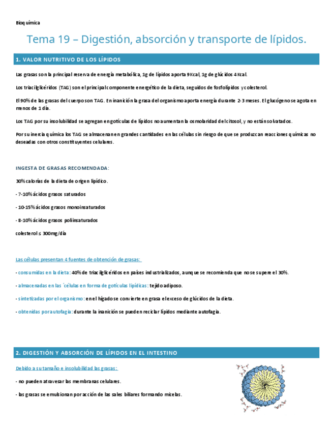 Miniatura del documento TEMA-19.-BIOQUIMICA.pdf