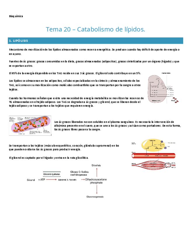 Miniatura del documento TEMA-20.-BIOQUIMICA.pdf