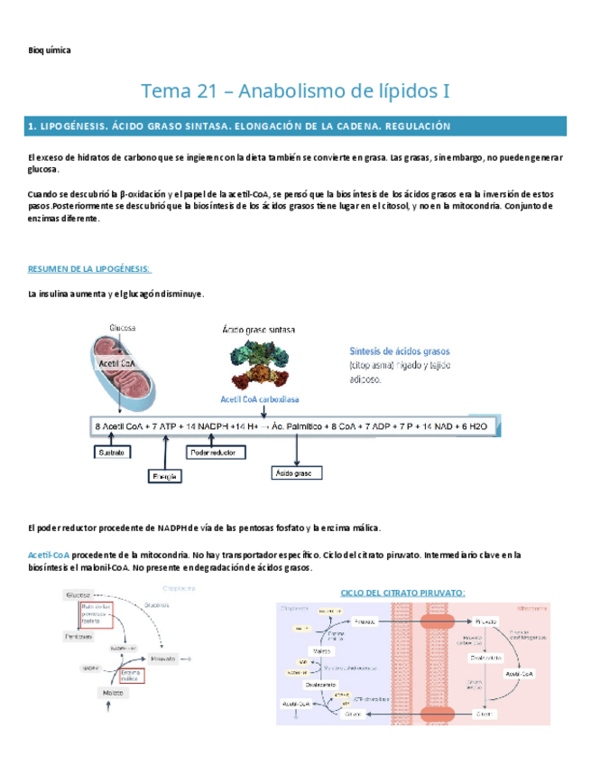 Miniatura del documento TEMA-21.-BIOQUIMICA.pdf