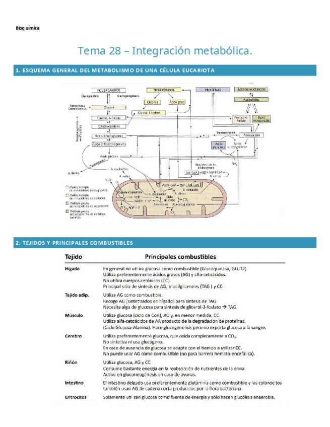 Miniatura del documento TEMA-28.-BIOQUIMICA.pdf