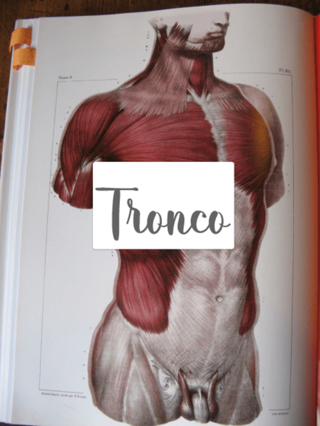 Miniatura del documento Laminas-de-osteologia-tronco.pdf