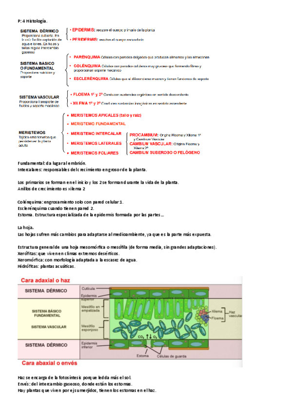 Miniatura del documento Practicas-histologia.pdf
