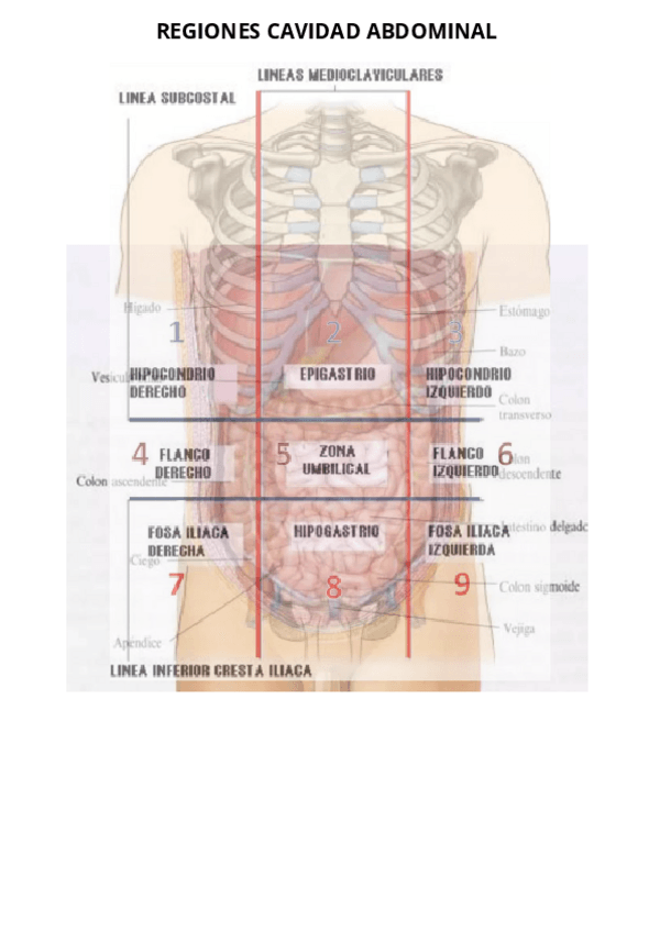 Miniatura del documento PATOLOGIA-DIGESTIVA-REGIONES-CAVIDAD-ABDOMINA-PERCUSSIO.pdf