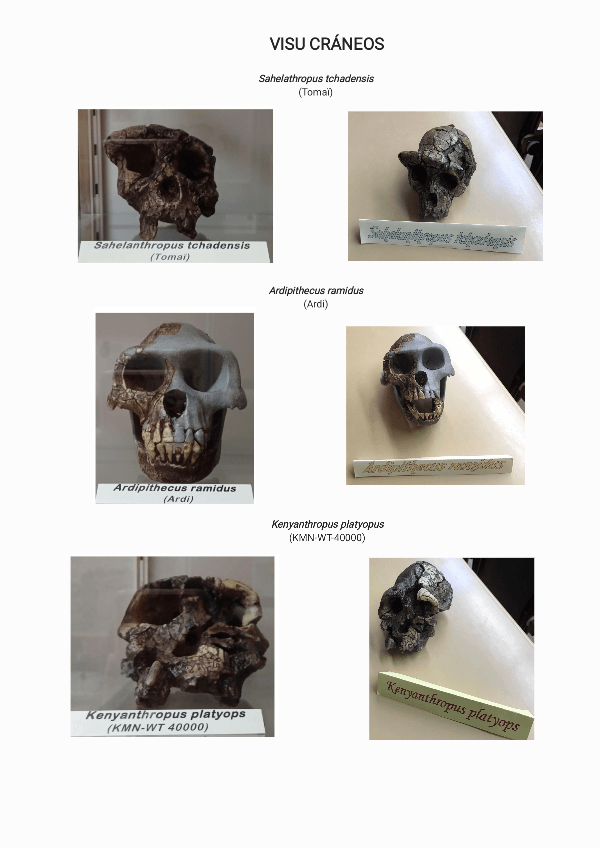 Miniatura del documento Visu-craneos.pdf