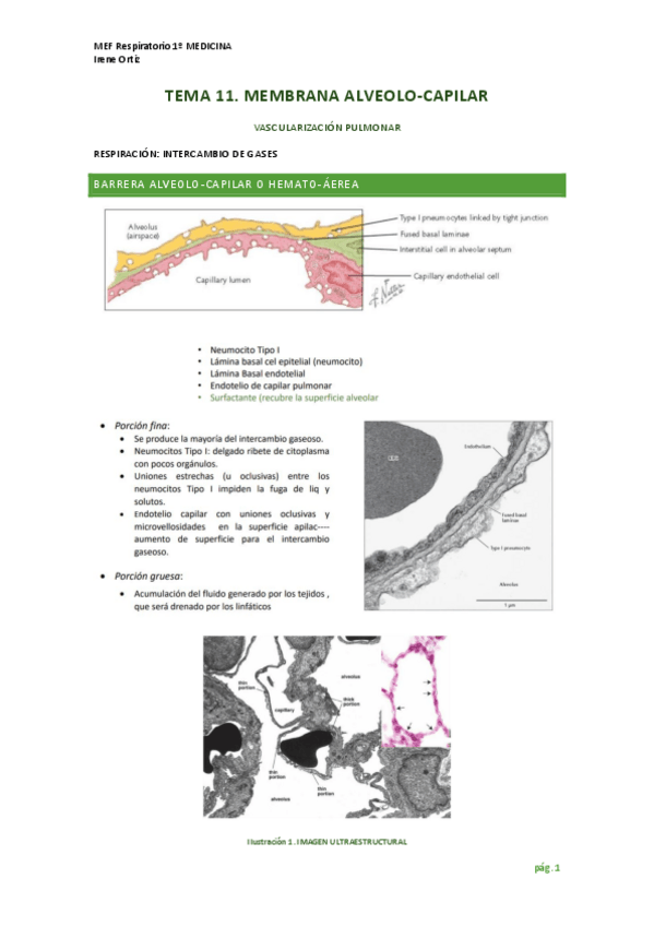 Miniatura del documento TEMA-11-RESPIRATORIO-Membrana-alveolo-capilar.pdf