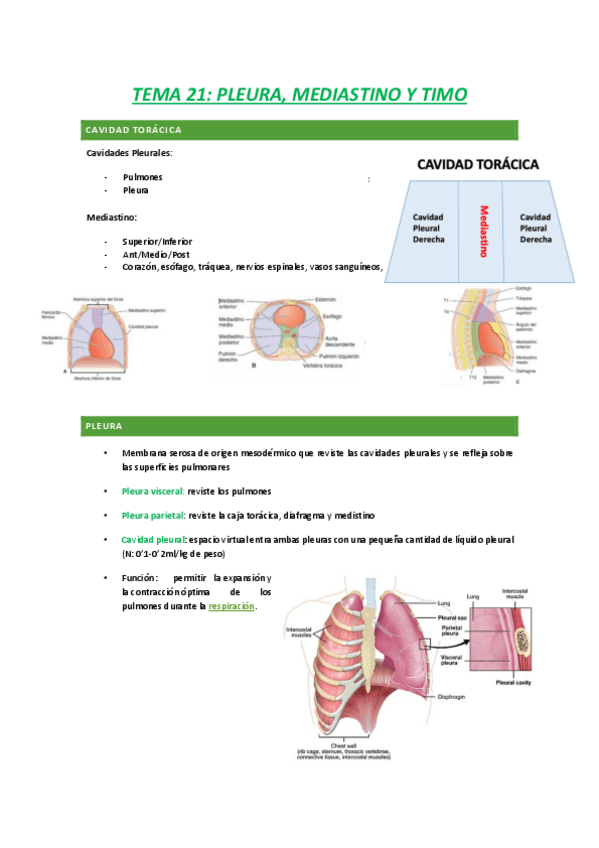 Miniatura del documento TEMA-21-HISTOLOGIA.pdf