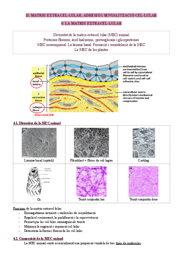 Miniatura del documento II.-MEC-Adhesio-i-Senyalitzacio-cellular.pdf