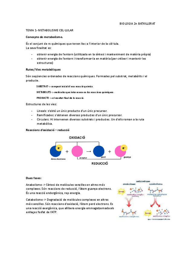 Miniatura del documento METABOLISME-CEL.LULAR.pdf