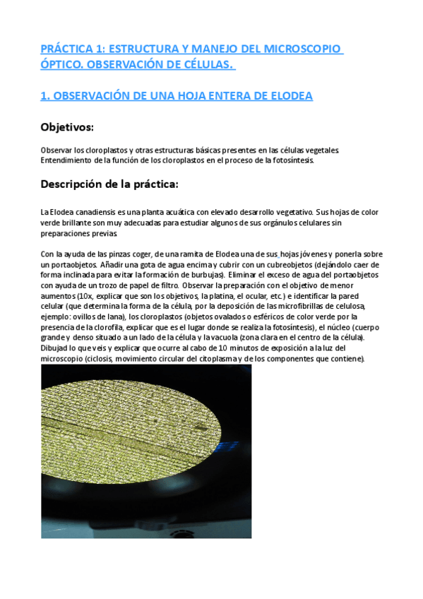 Miniatura del documento PRACTICA-1.pdf