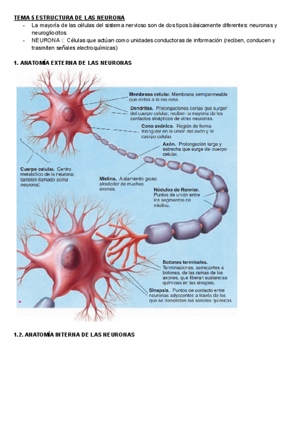 Miniatura del documento TEMA-5-PSICOBIOLOGIA.pdf