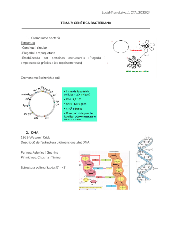 Miniatura del documento T7-Genetica-bacteriana-1.pdf