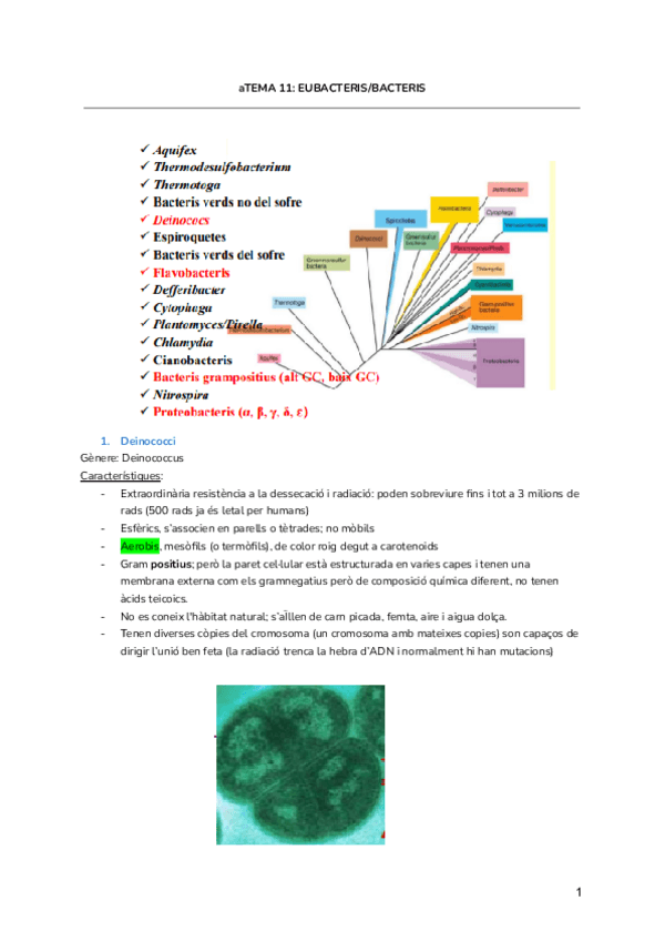 Miniatura del documento TEMA-11-EUBACTERIS-1.pdf