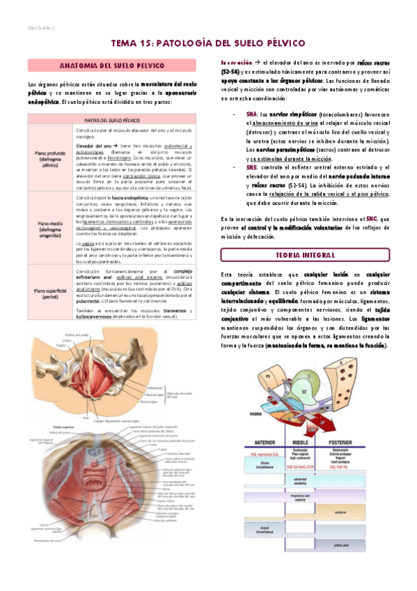 Miniatura del documento T15-Patologia-del-suelo-pelvico.pdf