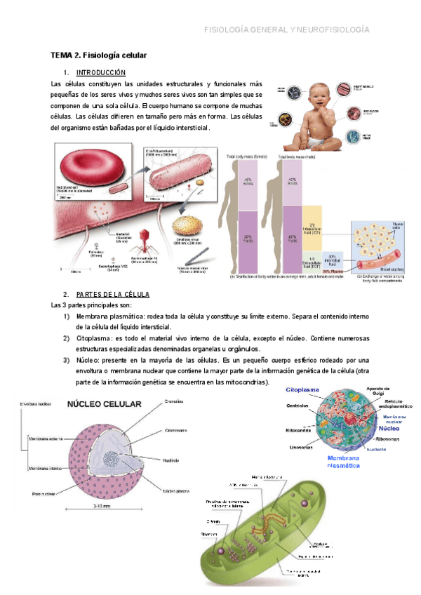 Miniatura del documento TEMA-2.-FISIOLOGIA-CELULAR.pdf