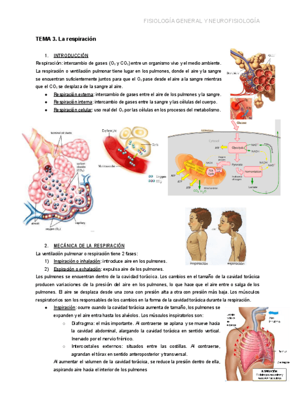Miniatura del documento TEMA-3.-LA-RESPIRACION.pdf