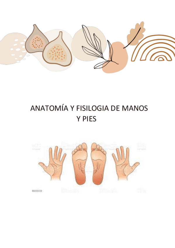 Miniatura del documento Anatomia-y-fisiologia-de-manis-y-pie.pdf