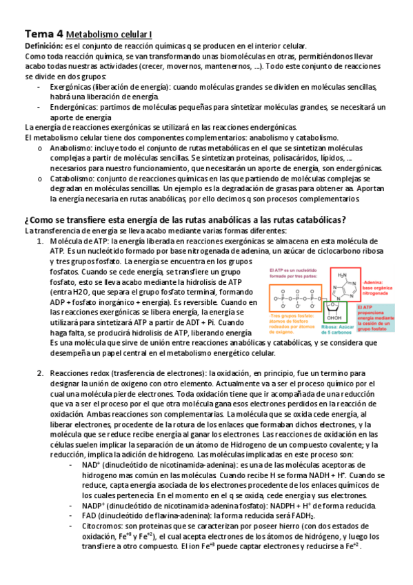 Miniatura del documento Tema 4 biologia.pdf