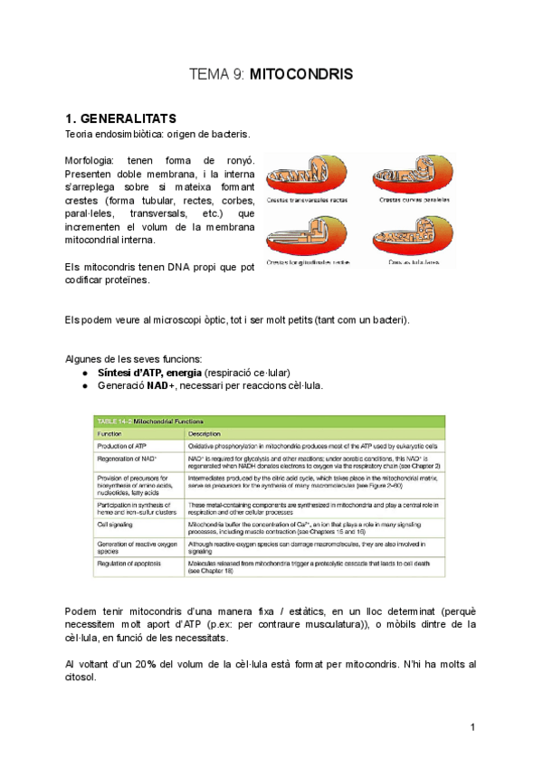 Miniatura del documento tema-9-Mitocondris.pdf