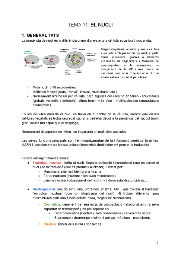 Miniatura del documento tema-11-Nucli.pdf