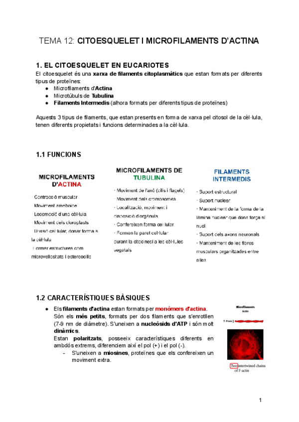 Miniatura del documento tema-12-13-Citoesquelet-i-microfilaments-dActina.pdf