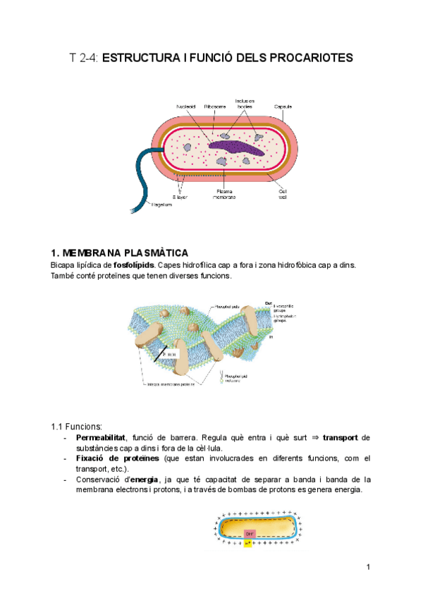 Miniatura del documento tema-2-4-Estructura-i-funcio-dels-procariotes.pdf